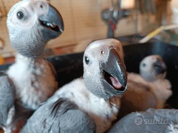 Pappagallo cenerino allevato a mano