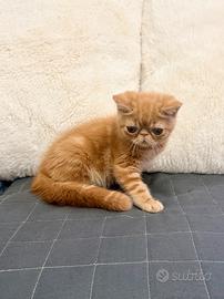 Exotic Shorthair