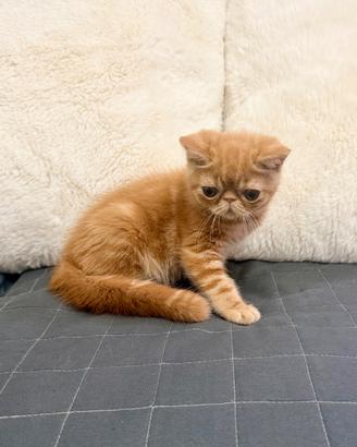 Exotic Shorthair
