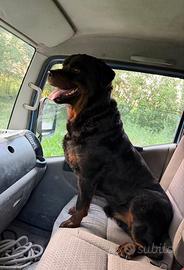 Rottweiler