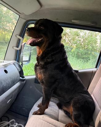 Rottweiler