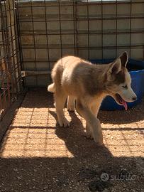 ultimo cucciolo di siberian husky 
