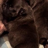 Due cuccioli maschi di Bouledogue Frances