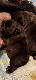 Due cuccioli maschi di Bouledogue Frances