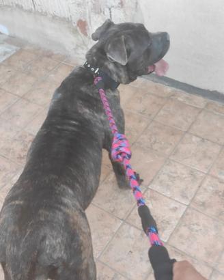 Cane corso