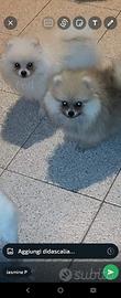 Cucciolo spitz tedesco di Pomerania