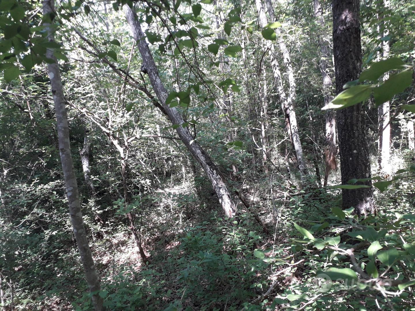 Terreno boschivo - Vista 4