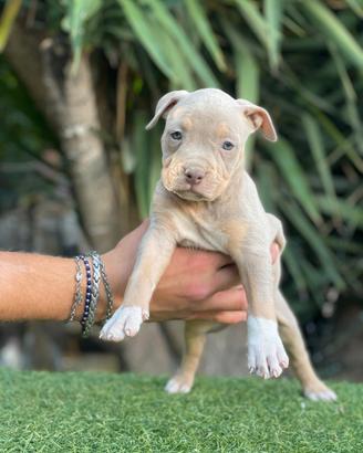 Pitbull tricolor