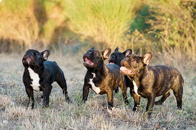 Bouldogue Francese ENCI