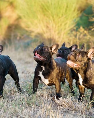 Bouldogue Francese ENCI