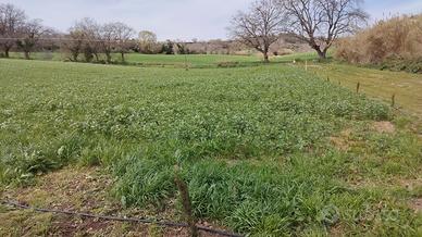 Terreno a Civitanova Alta