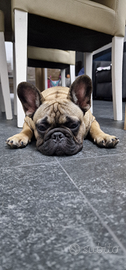 Cucciolo Bulldog Francese