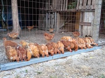 Galline