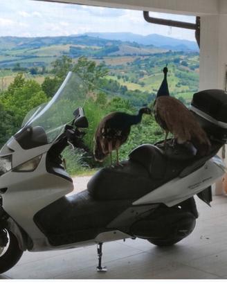 Honda silver Wing scooter 