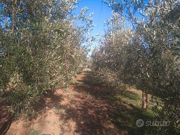 Terreno agricolo zona selciatella 