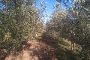 Terreno agricolo zona selciatella 