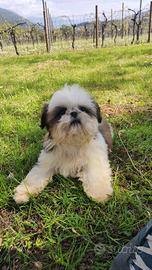 Cucciolo di Shih Tzu tricolore