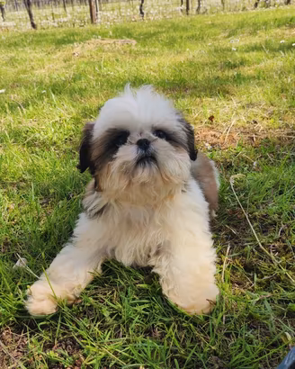 Cucciolo di Shih Tzu tricolore