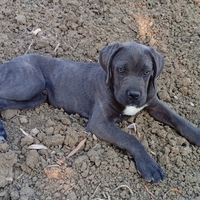 Cucciolo di cane corso