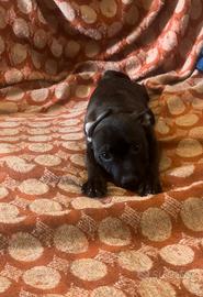Staffy bull terrier