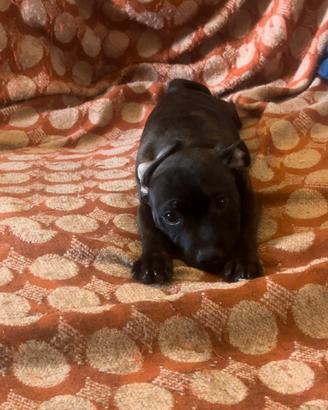 Staffy bull terrier