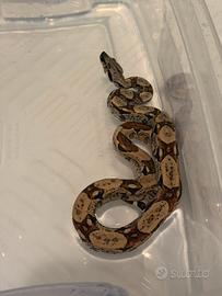 Boa constrictor e teca