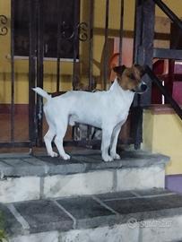 Jack Russell