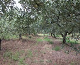 Terreno 2500mq - pianeggiante con olivi meli peri