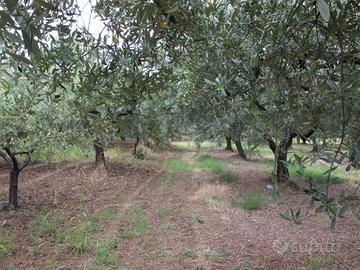 Terreno 2500mq - pianeggiante con olivi meli peri