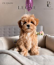 Leone Maltipoo toy- pagamento rate-