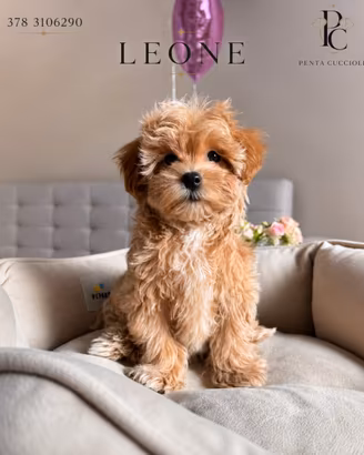 Leone Maltipoo toy- pagamento rate-