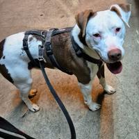 Amstaff mix in adozione