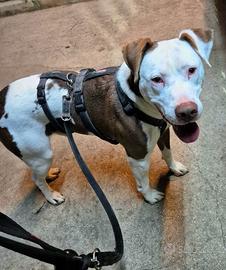 Amstaff mix in adozione