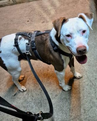 Amstaff mix in adozione