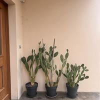 Cactus Opuntia – piante grandi ornamentali