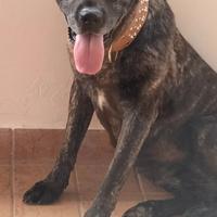Cane corso Femmina