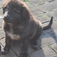Cucciola_cani da guardiania