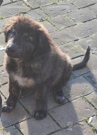 Cucciola_cani da guardiania