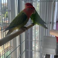 Vendita pappagalli inseparabili con voliera