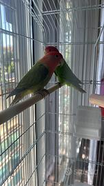 Vendita pappagalli inseparabili con voliera