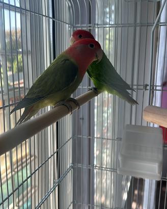 Vendita pappagalli inseparabili con voliera