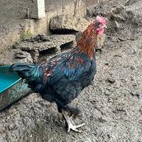 Galletto marans puro