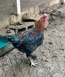 Galletto marans puro