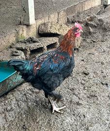 Galletto marans puro