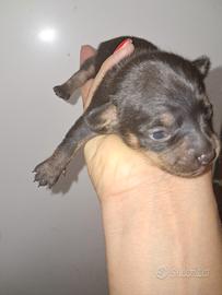 Cane princer nano