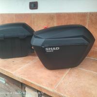 Valige shad h23