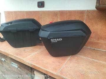 Valige shad h23