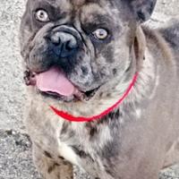 Bulldog francese maschio