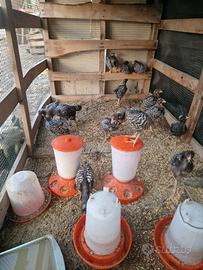 Galline Amrock
