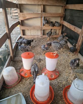 Galline Amrock